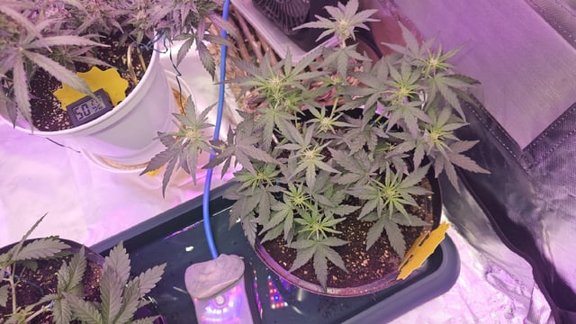 first grow adventure  — flower, day 81