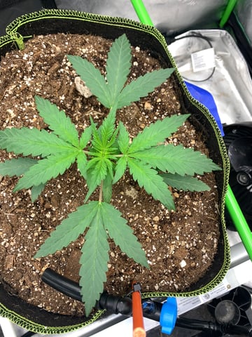 Six  — vegetative, day 27