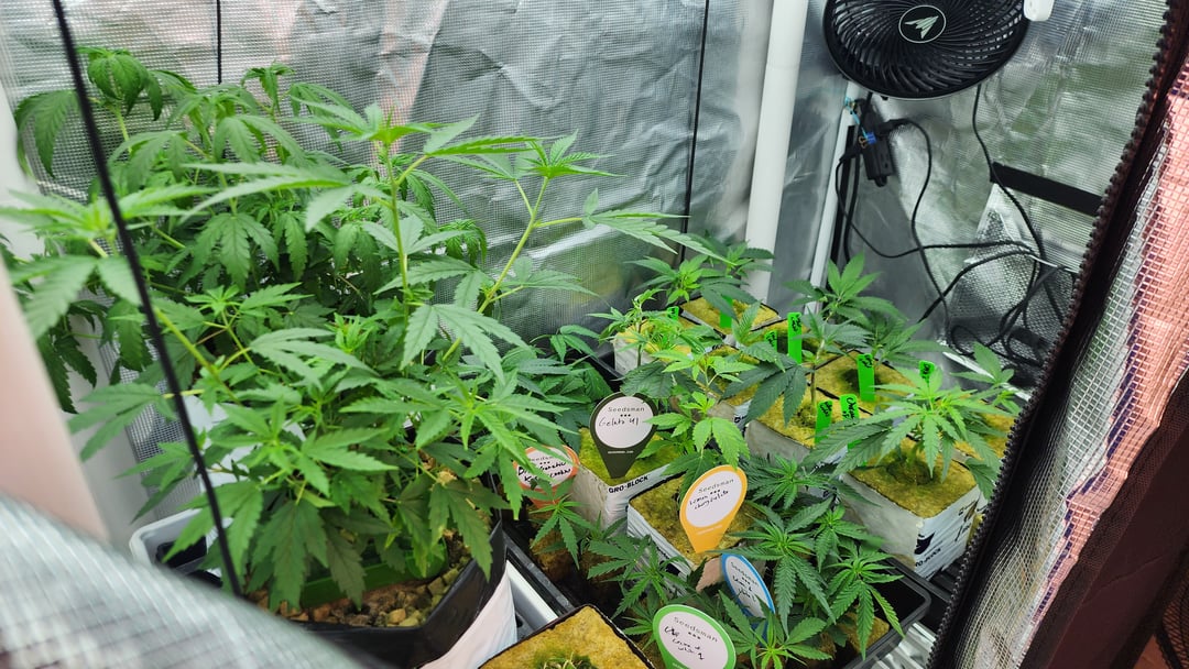 veg tent adventures!