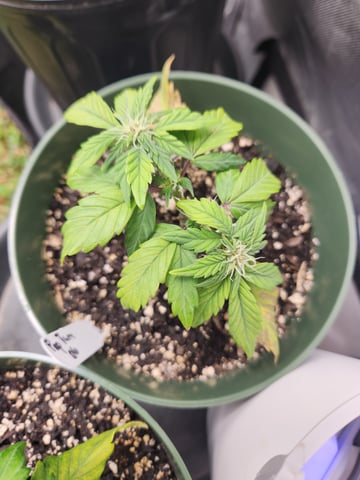 Mephisto Schoolyard Crush Grow-Pop tart OG and Apple Crush — flower, day 45