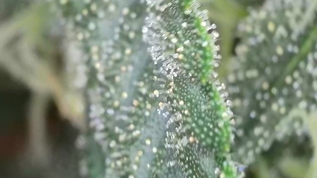 Ace Killer OG — flower, day 86