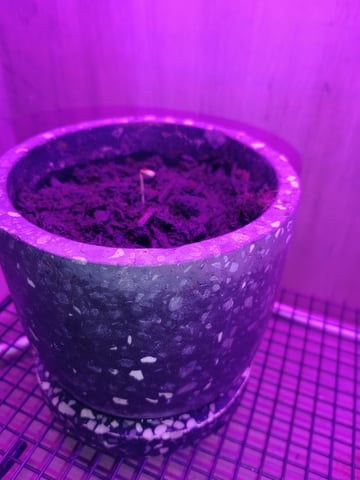 Make It Grow — seedling_rooting, day 3