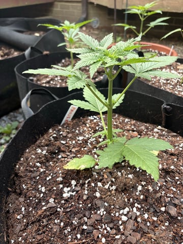 Rc Exotics — vegetative, day 26