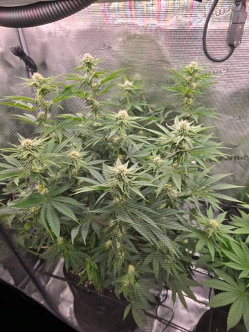 Northern lights #10 (Alaska) — flower, day 59