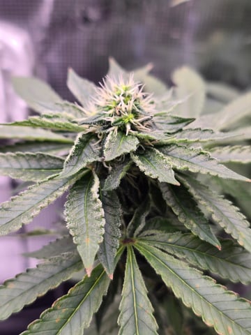 Northern lights #10 2nd plant (Selkies) — flower, day 72