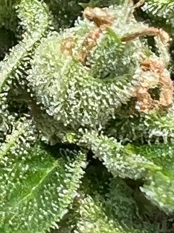 autos — grow_setup, day 1