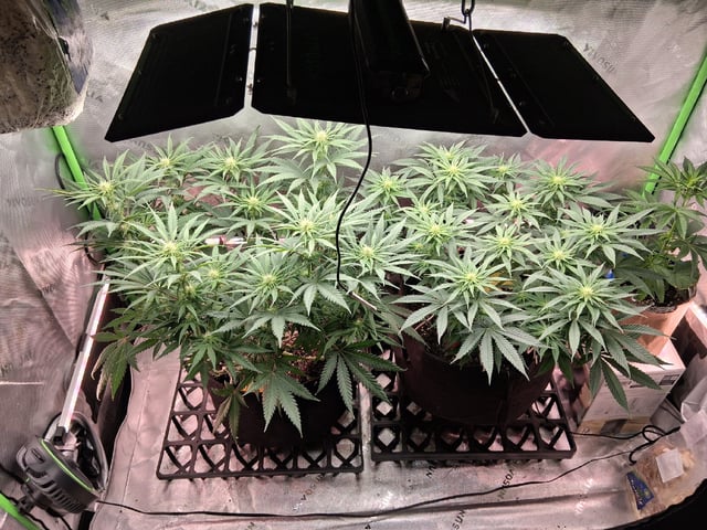 fruity pebbles, cap junky — flower, day 74