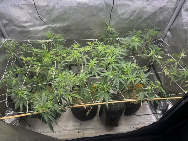 3 Runtz X Apple Fritter  — vegetative, day 1