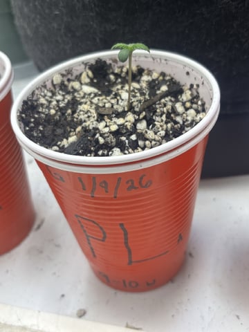 winter 25-26 — seedling_rooting, day 1