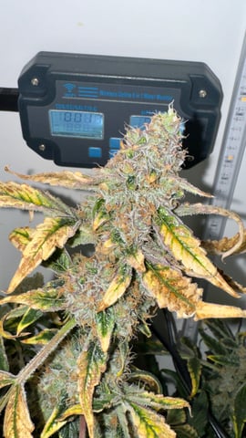 Purple Haze — harvest, day 8