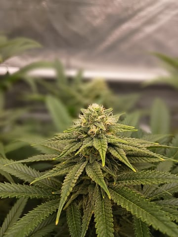 FastBuds Photo-Lemon Mandarin  — flower, day 117