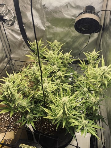 3x3 Grow — flower, day 21