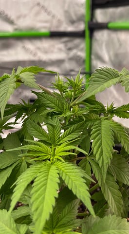 Phx_Freedom — vegetative, day 8