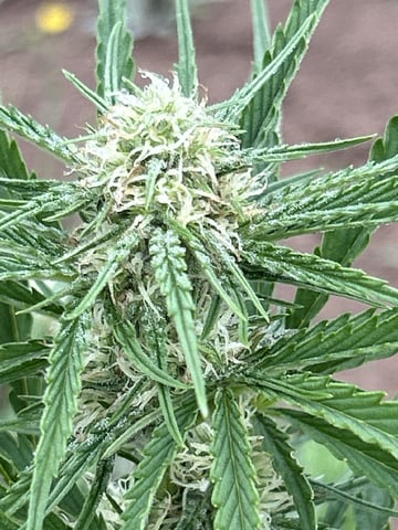 Bruce Banner — flower, day 10