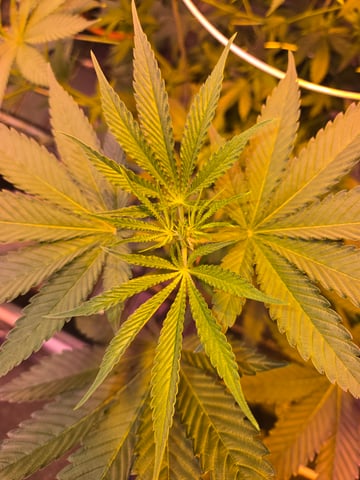 fruitstripe-x-breathworks VS Tropical cherry vs kush cake. vs og haze — flower, day 65