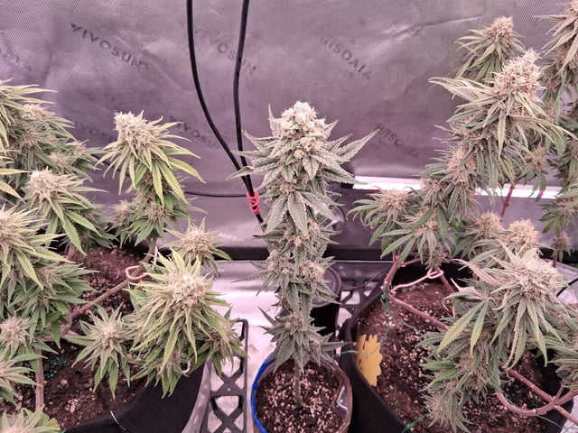 fruity pebbles, cap junky — flower, day 106