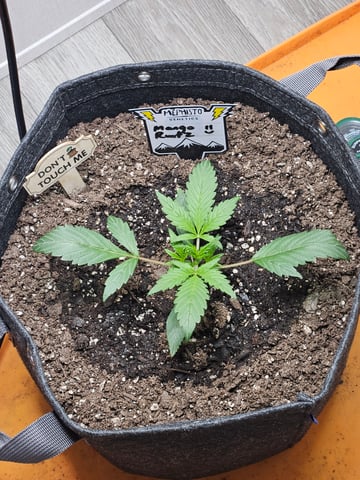 Mango Runtz — seedling_rooting, day 26