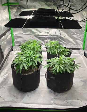 This grow may be interesting! — vegetative, day 74