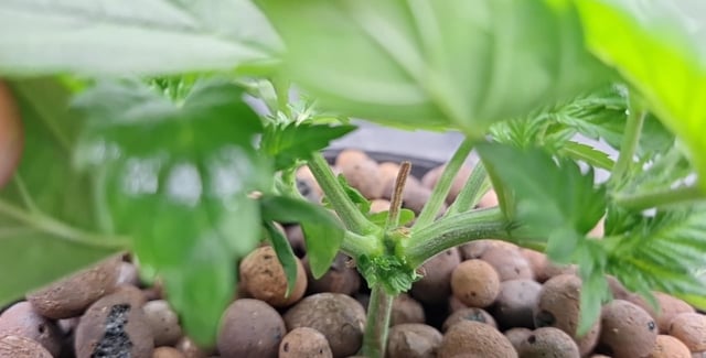 Blackberry Kush — vegetative, day 24