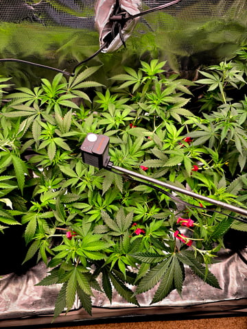 Dirty Bird - Thousand Island Fem & Platinum Kush Breath Remix x Grape Cakehead Fem Photo  — flower, day 60