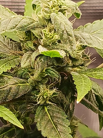 black gorilla feminized — done, day 34