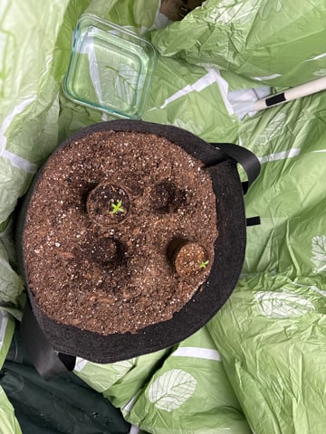 First grow — seedling_rooting, day 6