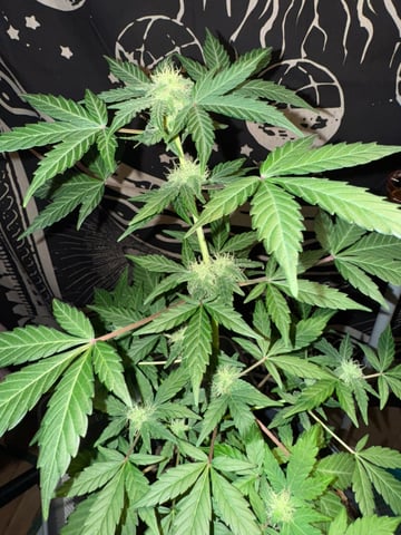 Quick One — flower, day 11