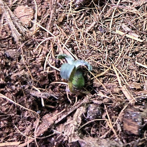 Ripley OG — seedling_rooting, day 9