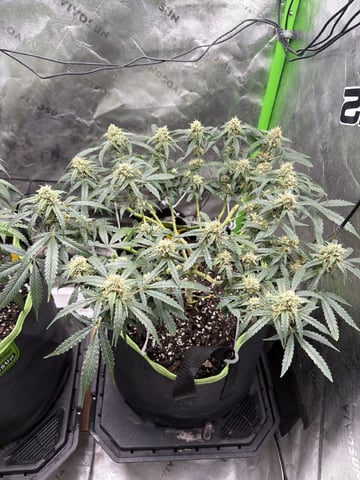 Midsummer Outdoor — flower, day 57
