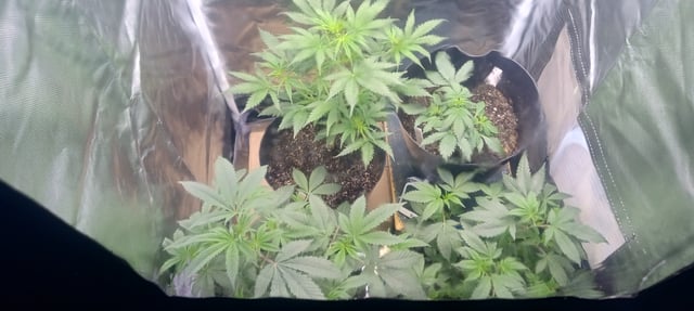 frst grow tent grow — vegetative, day 38