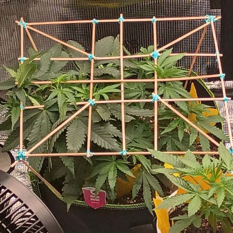 TentPlantLightFan — vegetative, day 43