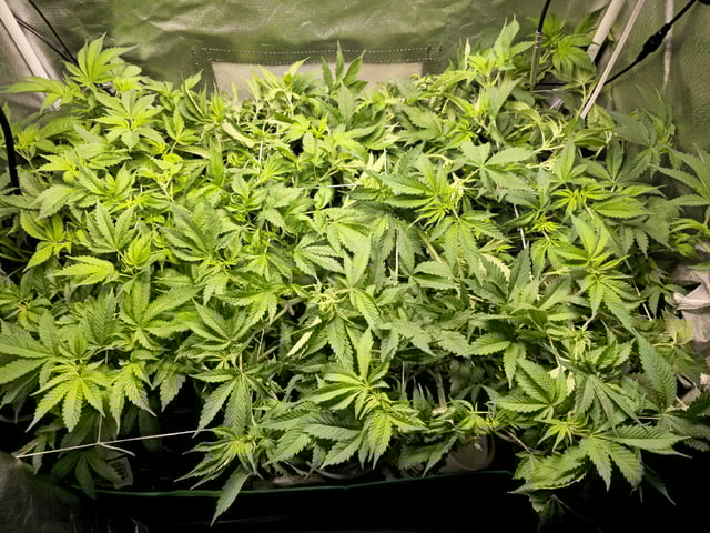 Kushberry Moonrocks — flower, day 47