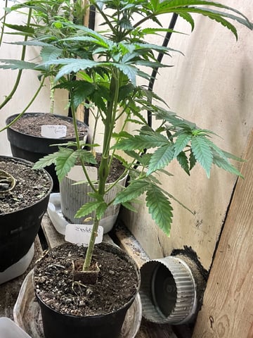 Gushers — vegetative, day 59