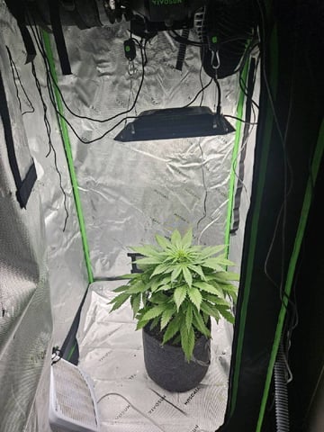 Gorilla Z auto — flower, day 52