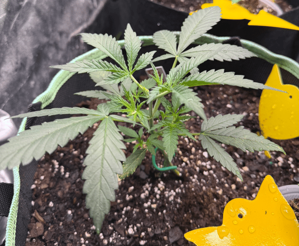 Indoor & Outdoor Grow 6 — vegetative, day 10