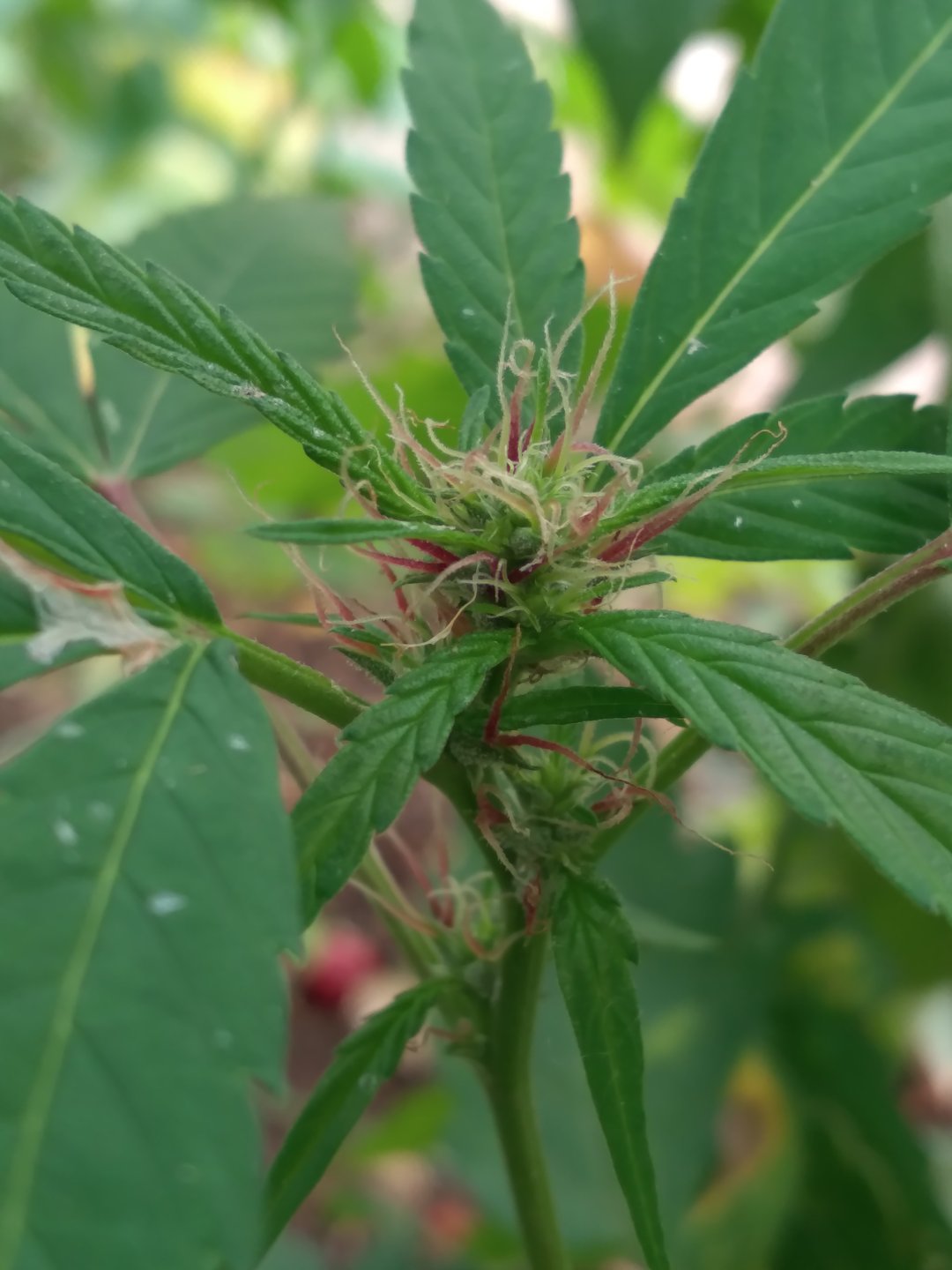 Weed