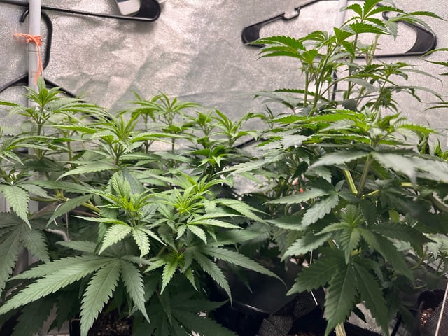 Fruity Pebbles  — vegetative, day 5