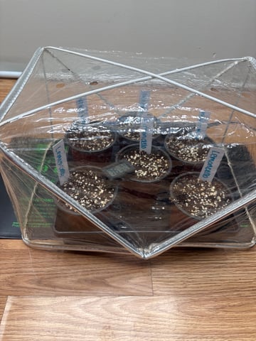 3 white widow and 3 lemoncello haze — germination, day 1