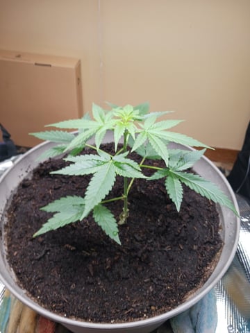 black gorilla feminized  — flower, day 28