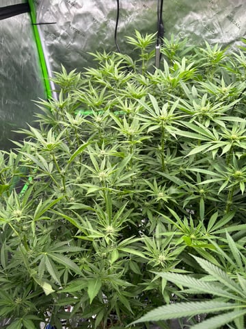 First Grow (Hydro) — flower, day 101