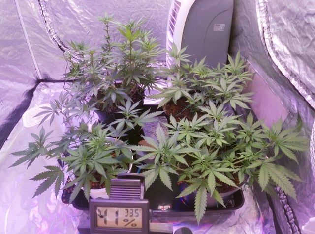 Amnesia Haze Run — flower, day 38