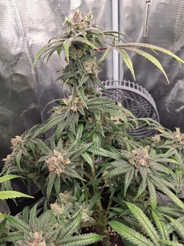 SoFloBudz — flower, day 110