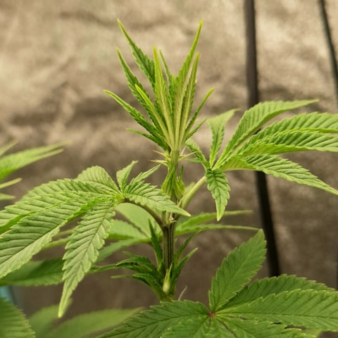 Blackberry Kush — flower, day 68