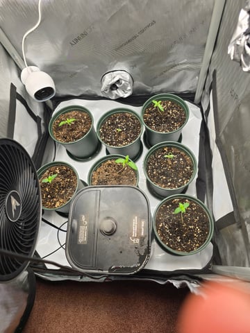 Homegrown - 🍒 🥧 & GSC Auto, 🚀 Seeds 🍌 Buttercups  — seedling_rooting, day 13