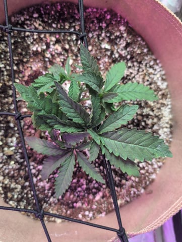 2025-26 — vegetative, day 19