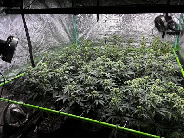 Pink Passion Fruit — flower, day 68