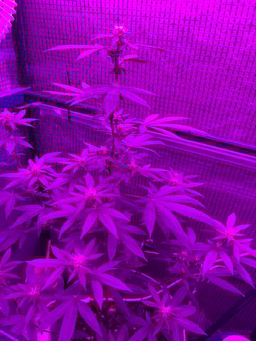 1st baby  — flower, day 16