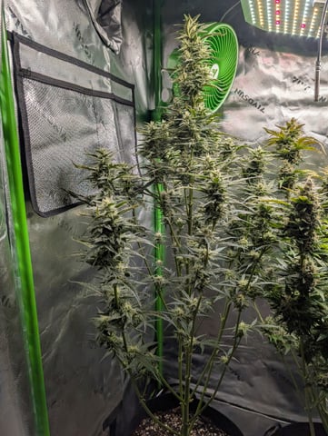 Winter Garden — flower, day 64