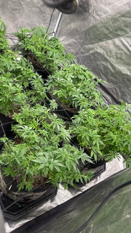 1st Ever Grow (GodFather OG) (Coco) — vegetative, day 72