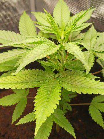 black gorilla feminized  — vegetative, day 3